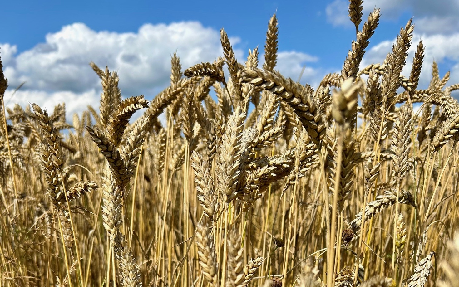 Tid att skörda! Anmäl dig till medlemmarnas marknad